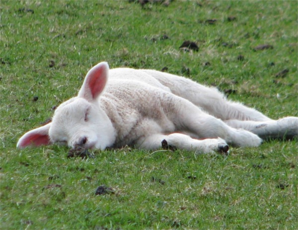 sleeping lamb